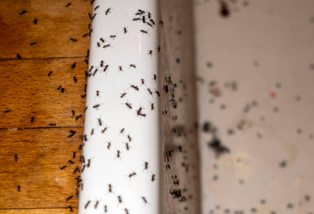 Best Mosquito Control Services  in Cottage Grove, OR